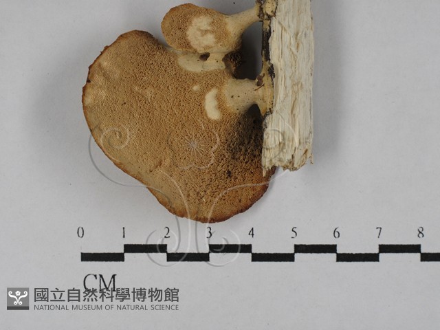 多孔菌屬藏品圖，第3張
