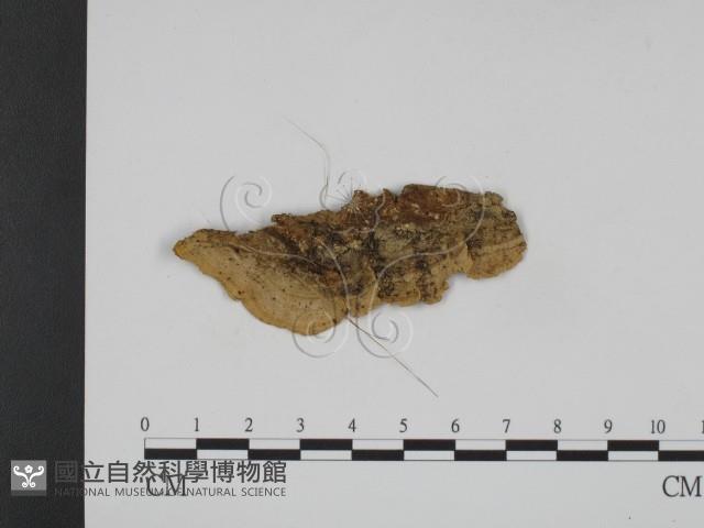 登錄號:F0008950藏品圖，第3張