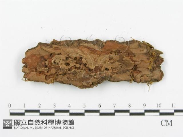 登錄號:F0000950藏品圖，第3張