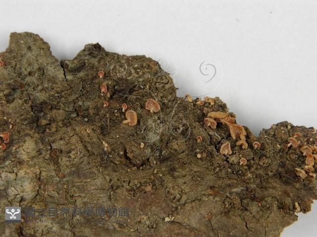 登錄號:F0010950藏品圖，第3張