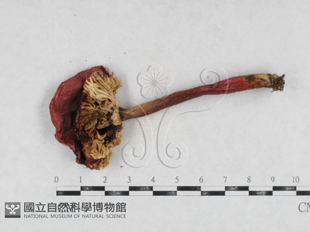 登錄號:F0026950藏品圖，第3張