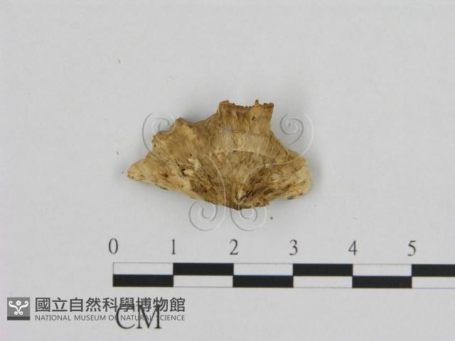 登錄號:F0006950藏品圖，第3張