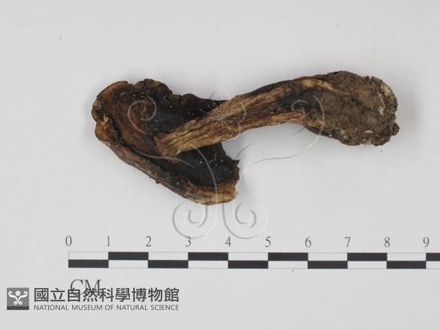 登錄號:F0021950藏品圖，第3張