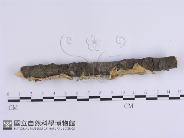 韌革菌屬藏品圖，第3張