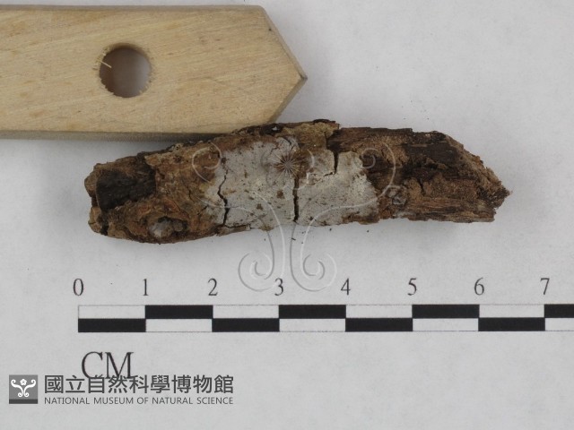 登錄號:F0024950藏品圖，第3張