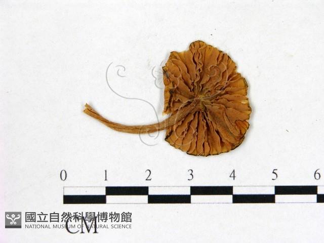 登錄號:F0004950藏品圖，第3張