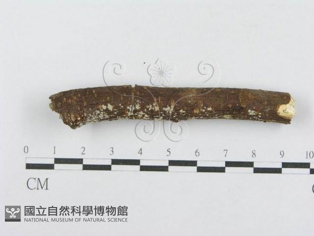 射脈菌屬藏品圖，第3張