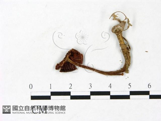 登錄號:F0022950藏品圖，第3張