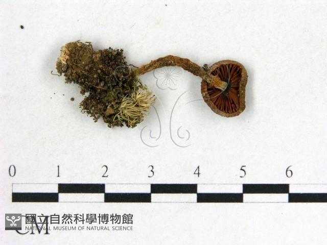 登錄號:F0012950藏品圖，第3張