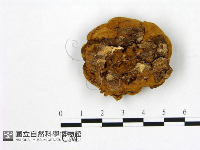 登錄號:F0007950藏品圖，第3張