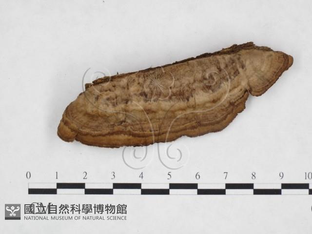 登錄號:F0025950藏品圖，第3張