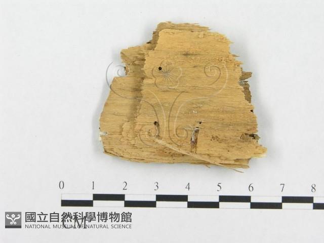 登錄號:F0005950藏品圖，第3張