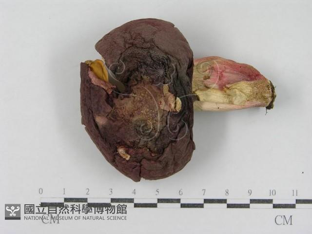 登錄號:F0015950藏品圖，第3張