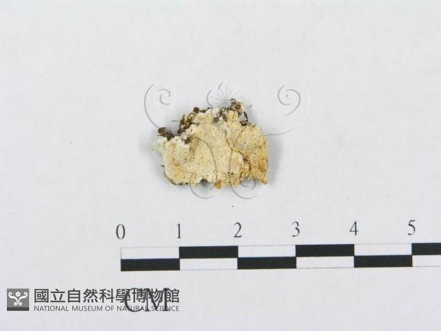 登錄號:F0019950藏品圖，第1張