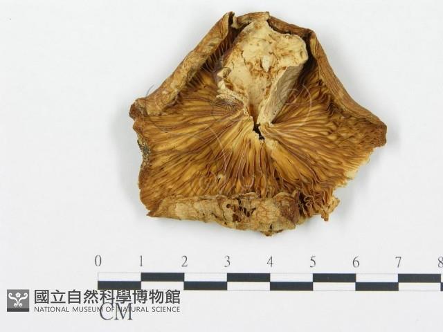 登錄號:F0013950藏品圖，第3張