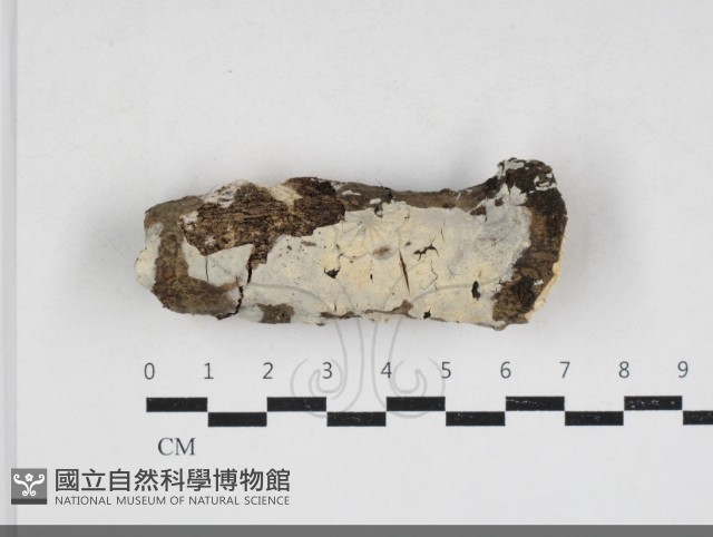 齒耳菌屬藏品圖，第3張