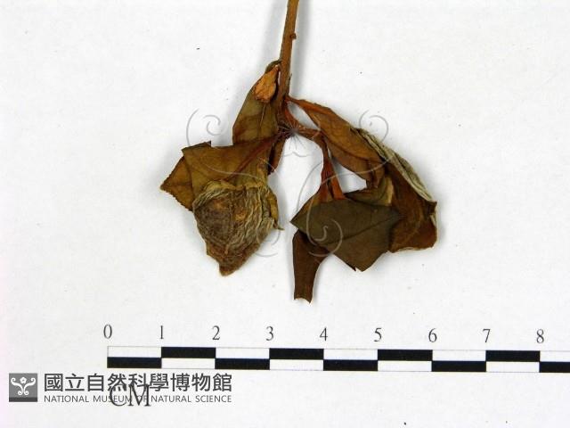 登錄號:F0020650藏品圖，第3張
