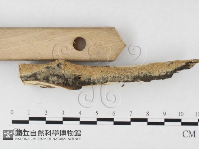 登錄號:F0026650藏品圖，第3張