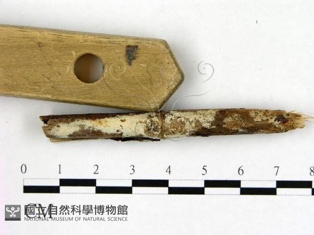 冇骨消絲齒菌藏品圖，第3張