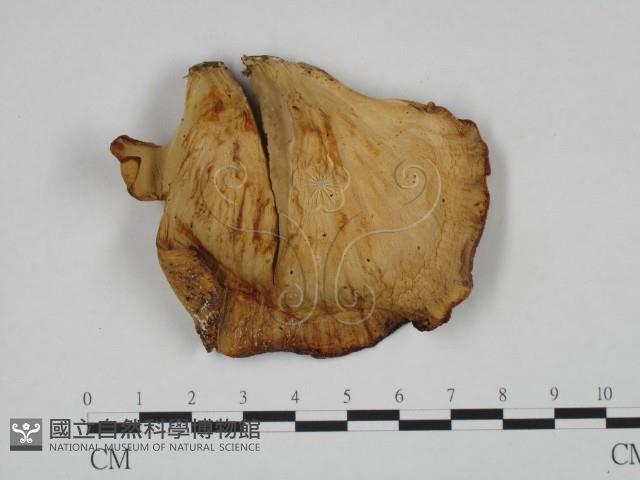 登錄號:F0024650藏品圖，第3張