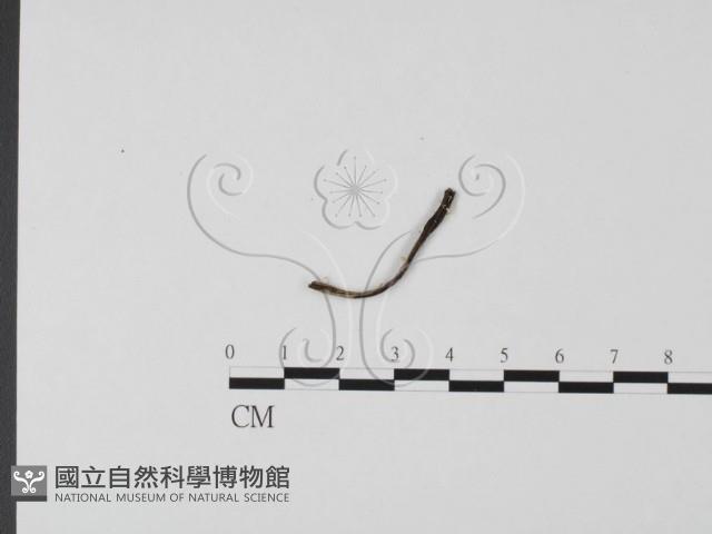 登錄號:F0004650藏品圖，第3張