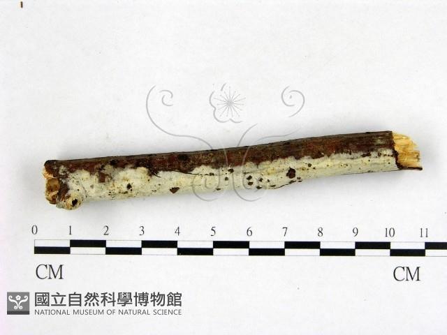 剛毛絲皮菌藏品圖，第3張