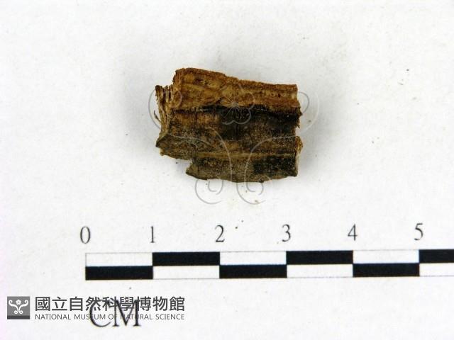 登錄號:F0017650藏品圖，第3張