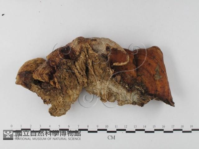 多年臥孔菌屬藏品圖，第3張