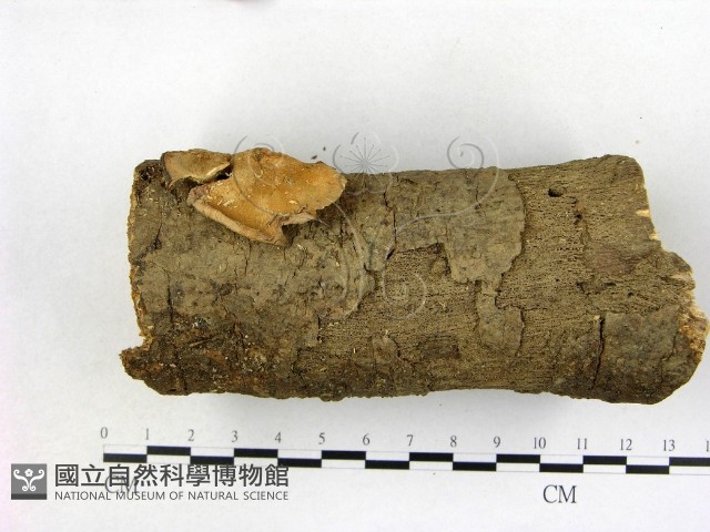 優雅波邊革菌藏品圖，第3張