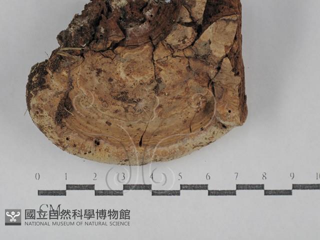 靈芝屬藏品圖，第3張