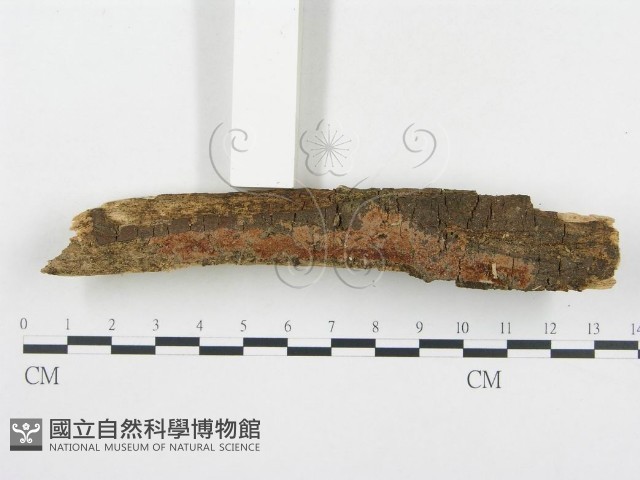 登錄號:F0003650藏品圖，第3張