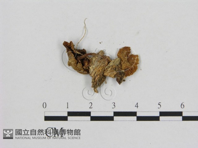 小菇屬藏品圖，第3張