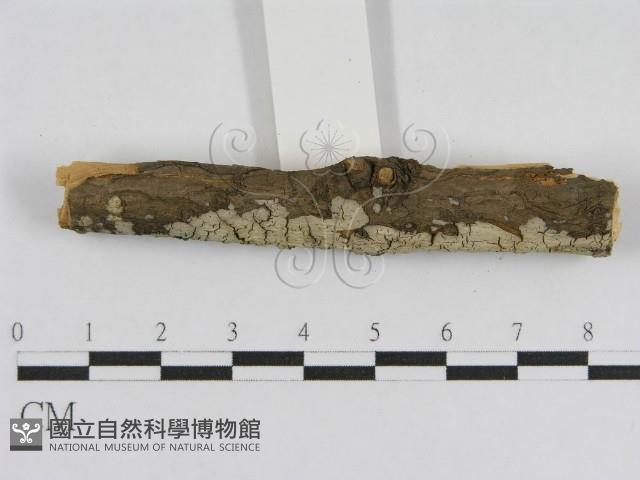 登錄號:F0010450藏品圖，第3張