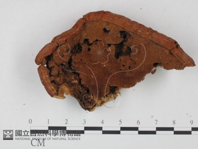 登錄號:F0006450藏品圖，第3張