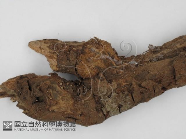 登錄號:F0001450藏品圖，第3張