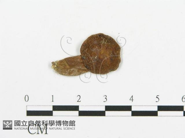 登錄號:F0011450藏品圖，第1張