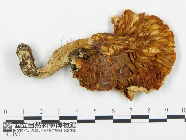 杯傘屬藏品圖，第3張