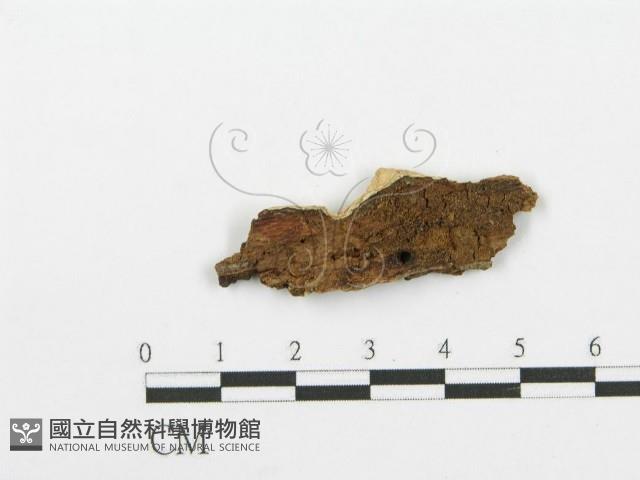 登錄號:F0002450藏品圖，第3張