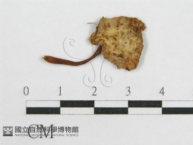 微皮傘屬藏品圖，第3張