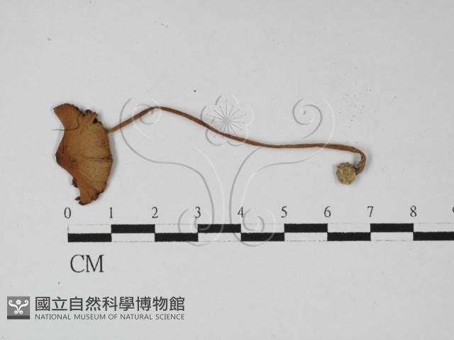 登錄號:F0027450藏品圖，第3張