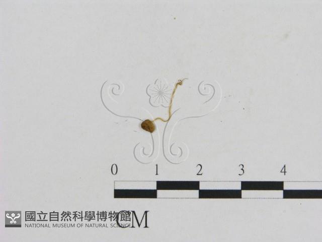 小菇屬藏品圖，第3張