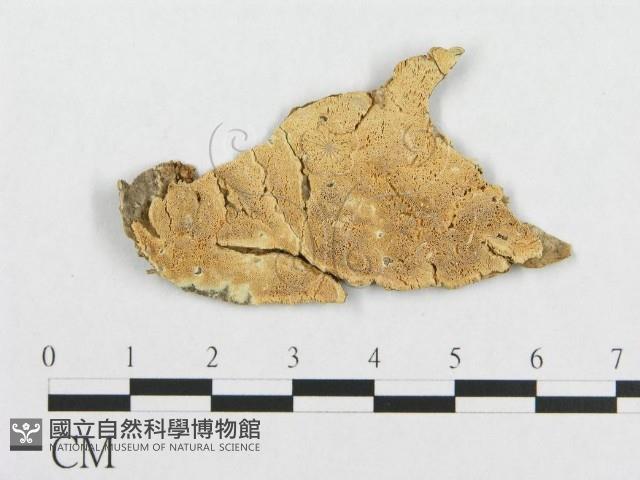 登錄號:F0017450藏品圖，第1張