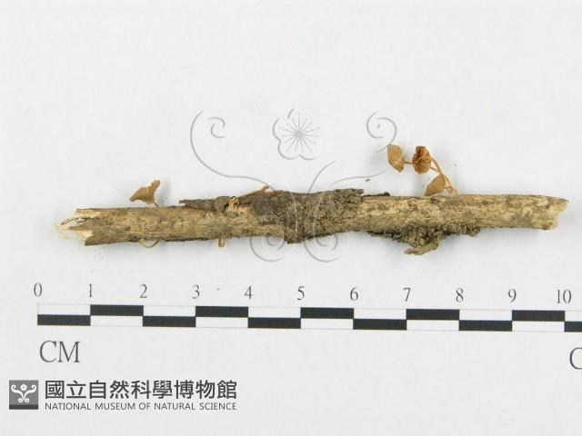 登錄號:F0005450藏品圖，第3張