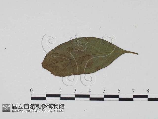 登錄號:F0019450藏品圖，第3張