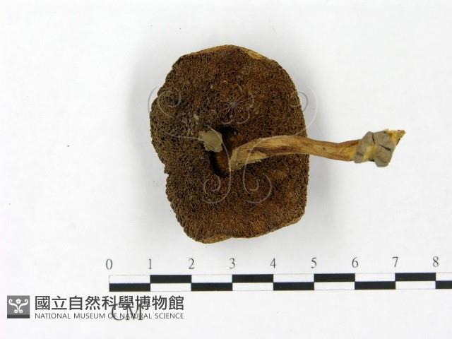 Accession Number:F0023450 Collection Image, Figure 3, Total 3 Figures