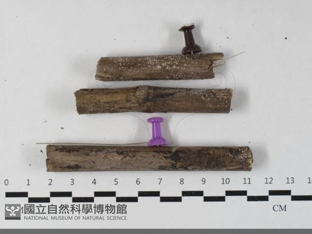 登錄號:F0033450藏品圖，第3張