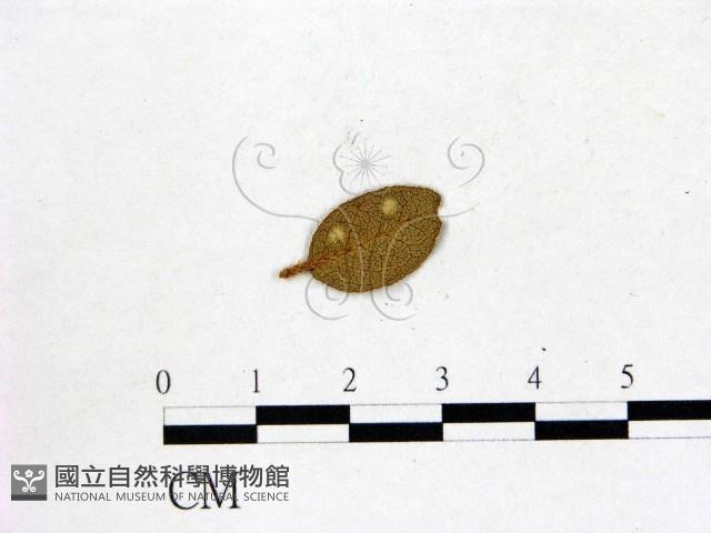 登錄號:F0020750藏品圖，第3張