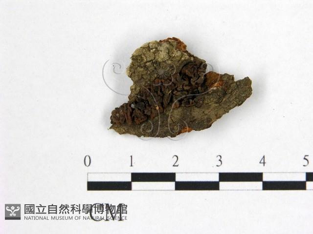 花耳屬藏品圖，第3張