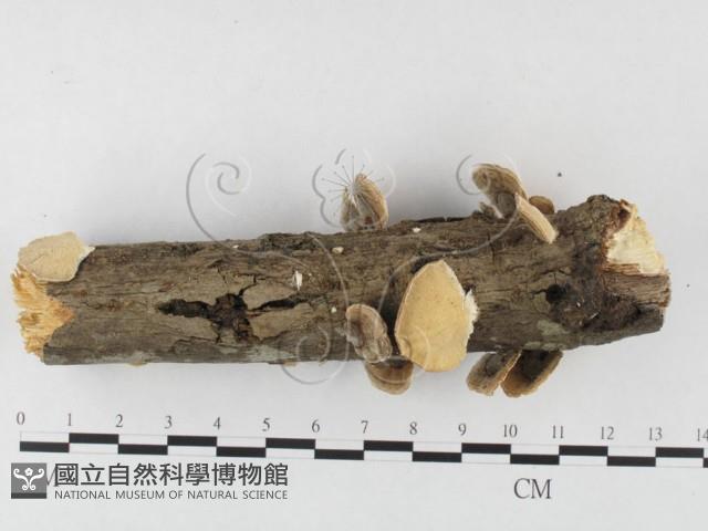 雲芝藏品圖，第3張