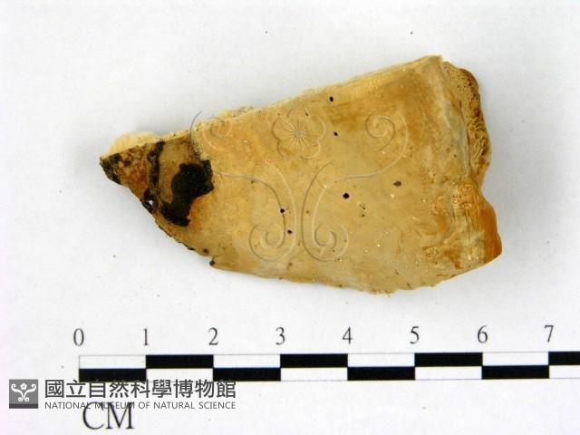 登錄號:F0006750藏品圖，第3張